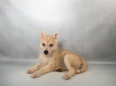 Female Pomsky puppy named Skye for sale at The Puppy Palace CT.