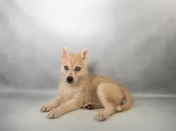 Female Pomsky puppy named Skye for sale at The Puppy Palace CT.