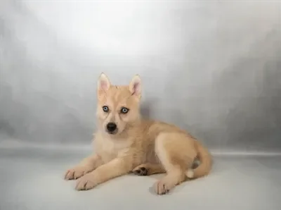 Female Pomsky puppy named Skye for sale at The Puppy Palace CT.