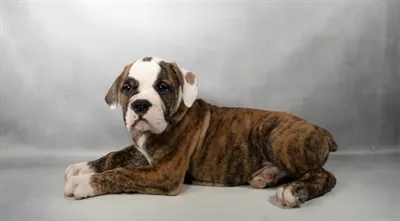 Male Old English Bulldog puppy named Beauford for sale at The Puppy Palace CT.