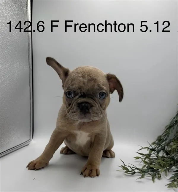 Female Frenchton puppy named Giselle for sale at The Puppy Palace CT.