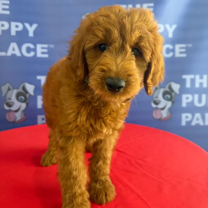 Male Mini Goldendoodle 2Nd Gen puppy named Gunther for sale at The Puppy Palace CT.