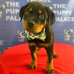 Male Rottweiler puppy named Dozer for sale at The Puppy Palace CT.