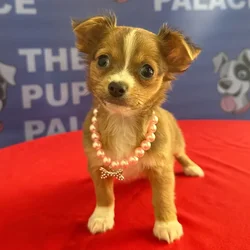 The Puppy Palace CT