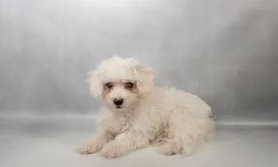 Male Maltese puppy named Mars for sale at The Puppy Palace CT.
