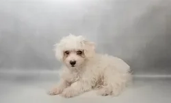 Male Maltese puppy named Mars for sale at The Puppy Palace CT.