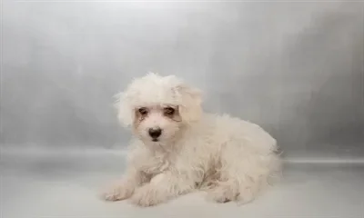 Male Maltese puppy named Mars for sale at The Puppy Palace CT.