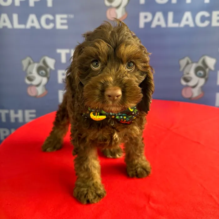 Male Cock A Poo puppy named Jeffrey for sale at The Puppy Palace CT.