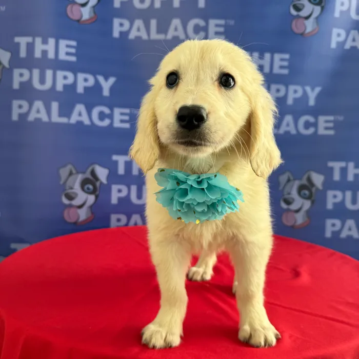 Female Golden Retriever puppy named Annie for sale at The Puppy Palace CT.