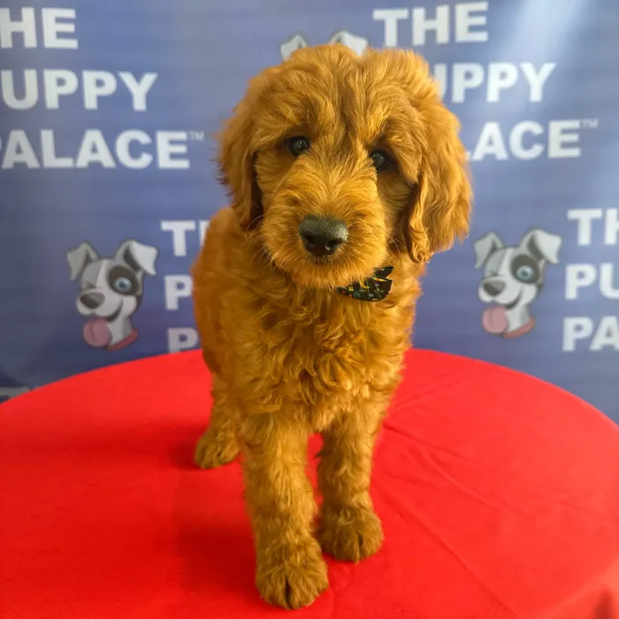 Male Mini Goldendoodle 2Nd Gen puppy named Gunther for sale at The Puppy Palace CT.