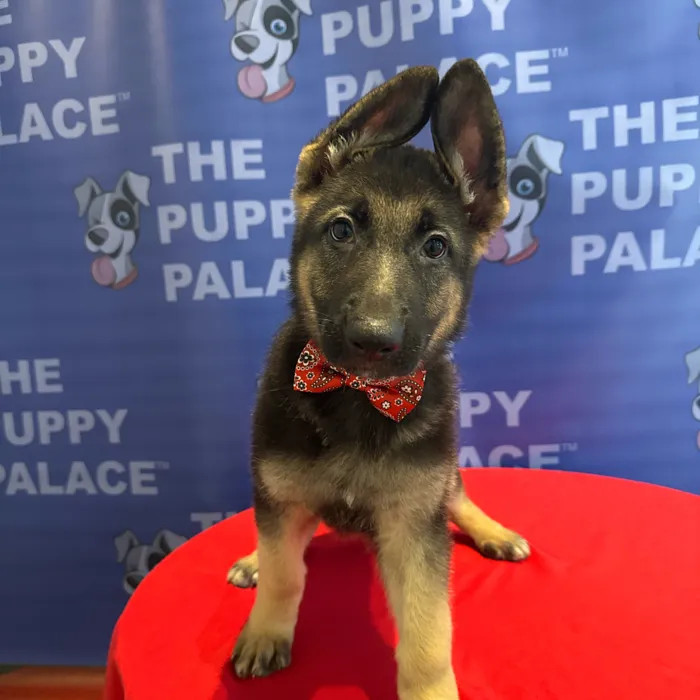Male German Shepherd puppy named Ralph for sale at The Puppy Palace CT.