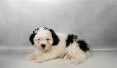 Male Teddy Bear puppy named Ozzy for sale at The Puppy Palace CT.