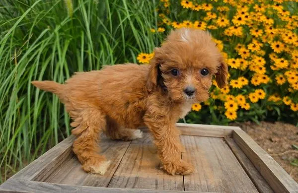 Female Cavapoo puppy named Charlotte for sale at The Puppy Palace CT.