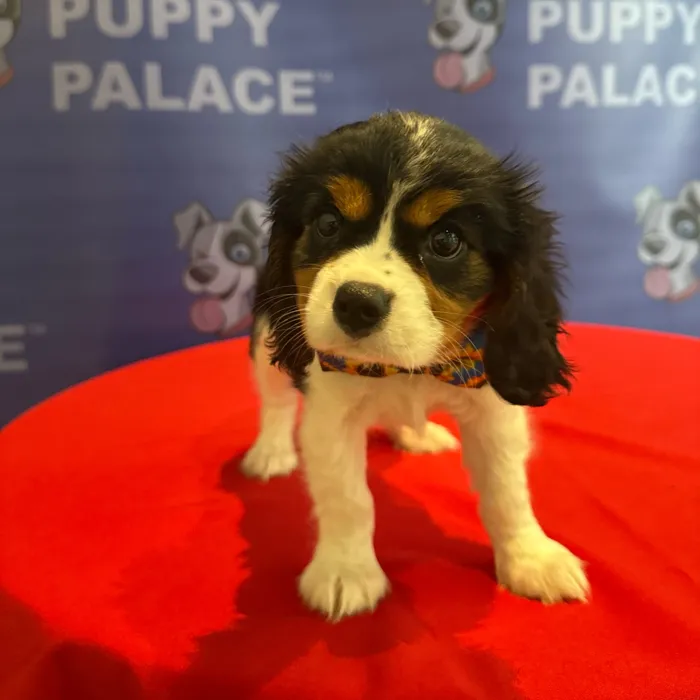Male Cavalier King Charles Spaniel puppy named Theodore for sale at The Puppy Palace CT.