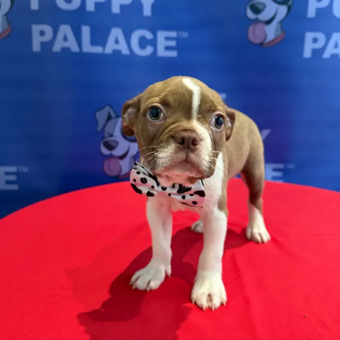 Male Boston Terrier puppy named Benny for sale at The Puppy Palace CT.