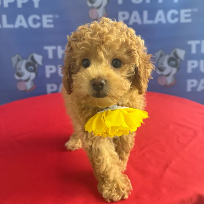 Female Toy Poodle puppy named Tilly for sale at The Puppy Palace CT.