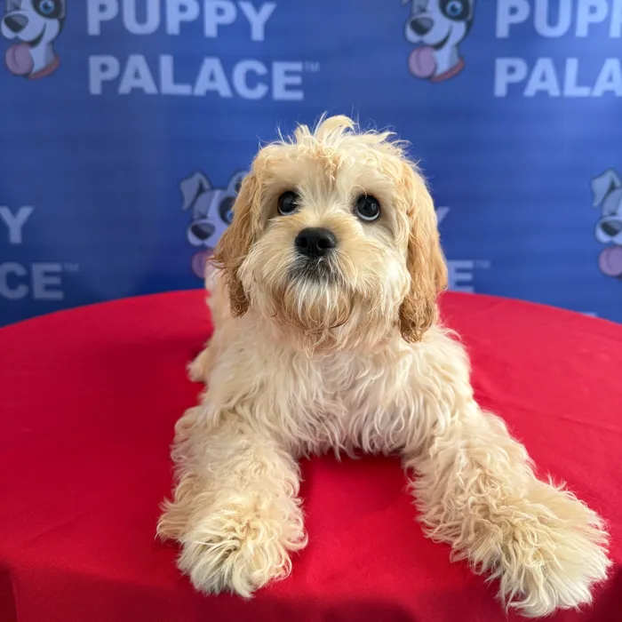 Female Cavachon puppy named Birdie for sale at The Puppy Palace CT.