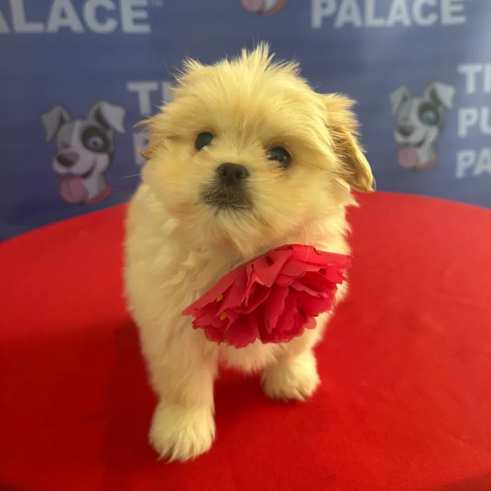 Female Peekapoo puppy named Mindy for sale at The Puppy Palace CT.