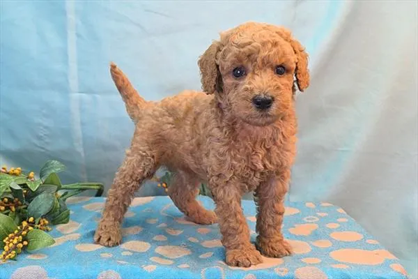 Male Mini Goldendoodle puppy named Roman for sale at The Puppy Palace CT.