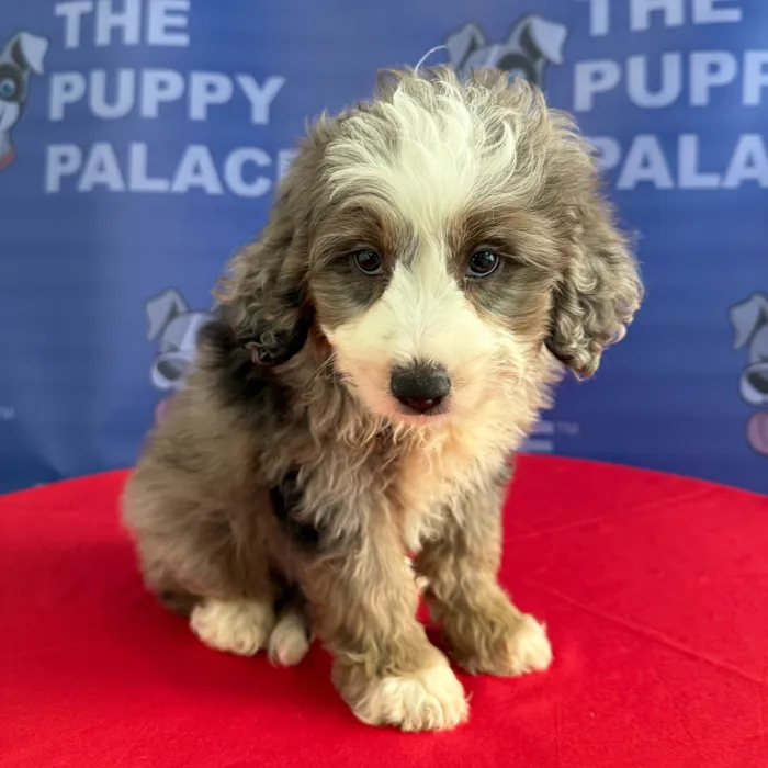 Male Mini Aussie Poo puppy named Brody for sale at The Puppy Palace CT.