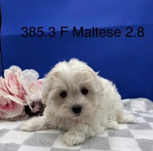 Female Maltese puppy named Sunny for sale at The Puppy Palace CT.