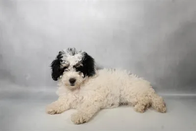 Female Mini Bernedoodle puppy named Mabel for sale at The Puppy Palace CT.