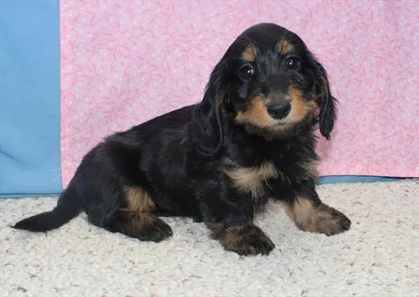 Female Dachshund puppy named Pippa for sale at The Puppy Palace CT.