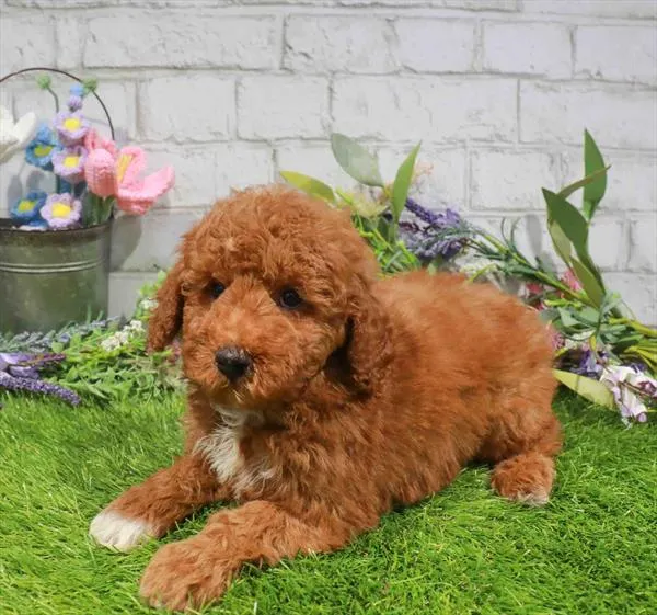 Male Bichon-Poodle puppy named Rusty for sale at The Puppy Palace CT.