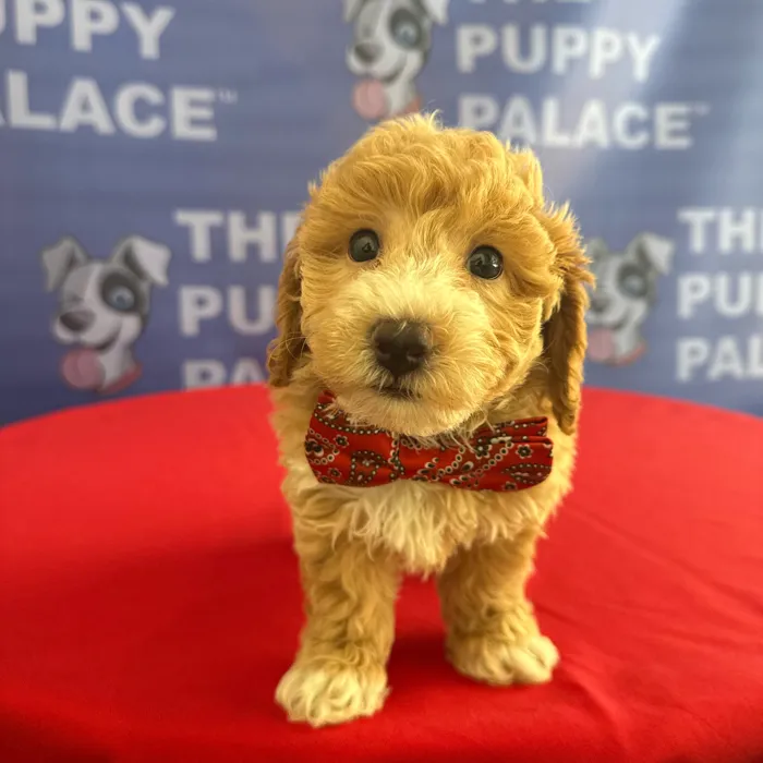 Male Bichon-Poodle puppy named Ren for sale at The Puppy Palace CT.
