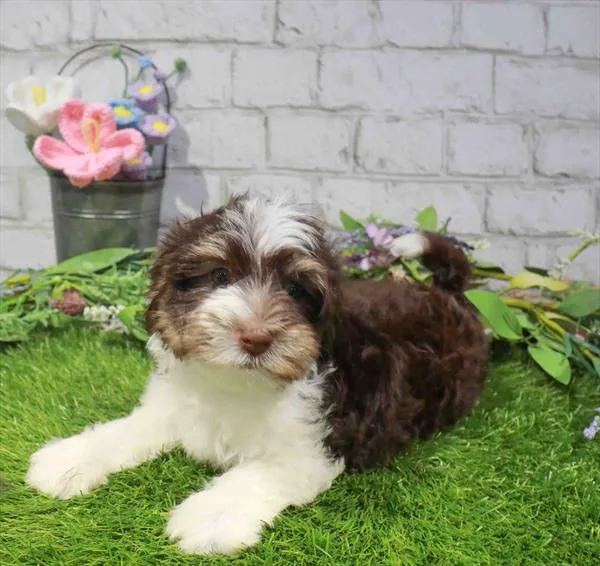Male Havanese puppy for sale at The Puppy Palace CT.