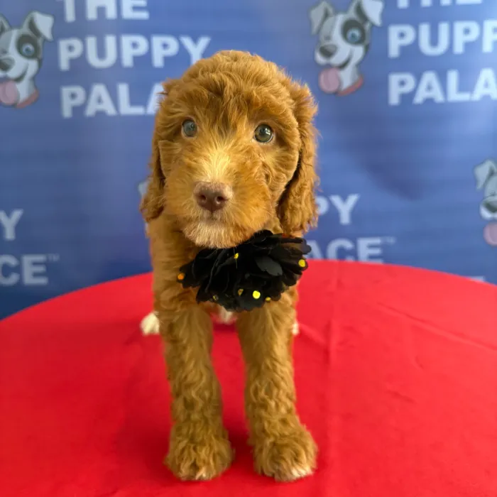 Female Mini Goldendoodle 2Nd Gen puppy named Layla for sale at The Puppy Palace CT.
