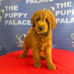 Male Mini Goldendoodle 2Nd Gen puppy named Gunther for sale at The Puppy Palace CT.