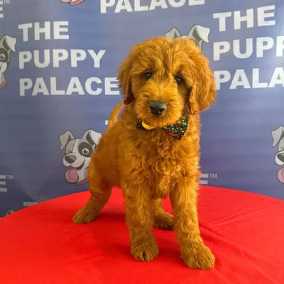 Male Mini Goldendoodle 2Nd Gen puppy named Gunther for sale at The Puppy Palace CT.