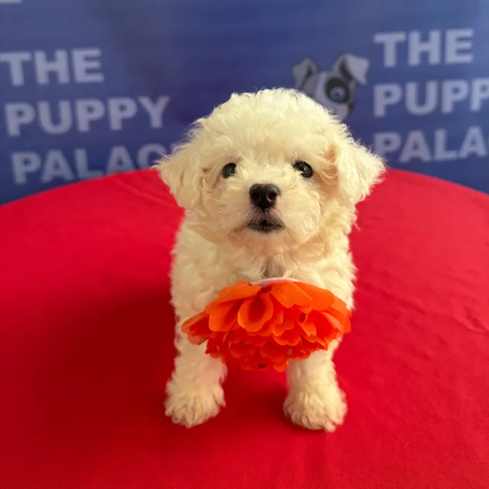 Female Bichon puppy named Jasmine for sale at The Puppy Palace CT.