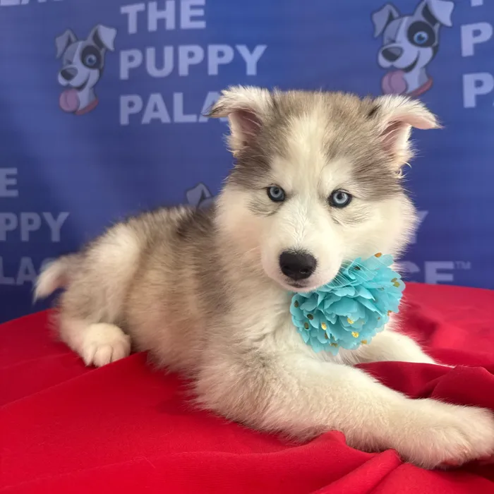 Female Siberian Husky puppy named Crystal for sale at The Puppy Palace CT.