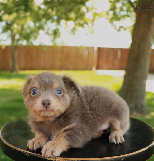Male Chihuahua puppy named Simon for sale at The Puppy Palace CT.
