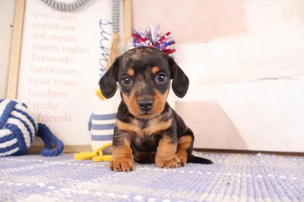 Male Dachshund puppy named Jose for sale at The Puppy Palace CT.