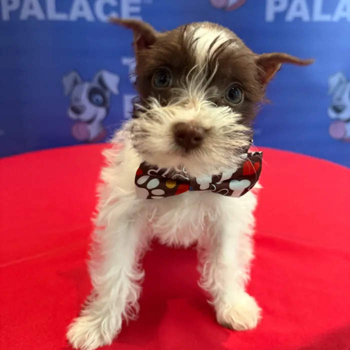 Male Mini Schnauzer puppy named Archibald for sale at The Puppy Palace CT.