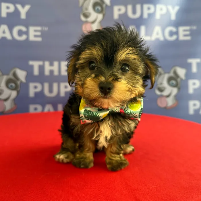 Male Yochon puppy named Gilligan for sale at The Puppy Palace CT.