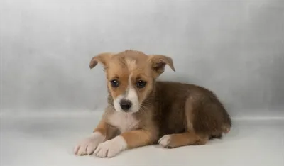 Female Auggie puppy named Cora for sale at The Puppy Palace CT.