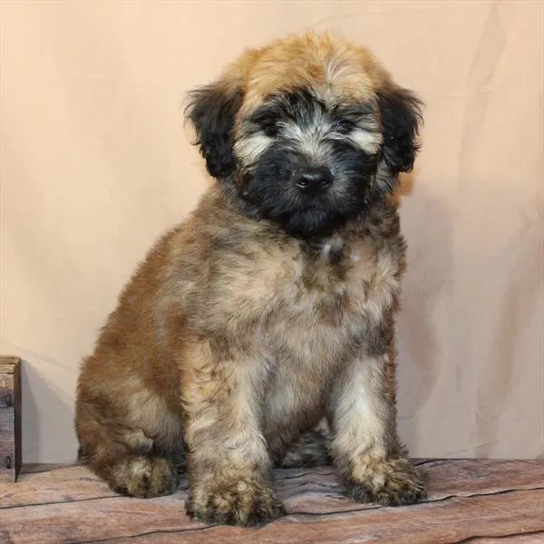 Male Soft Coated Wheaten Terrier puppy named Cyrus for sale at The Puppy Palace CT.
