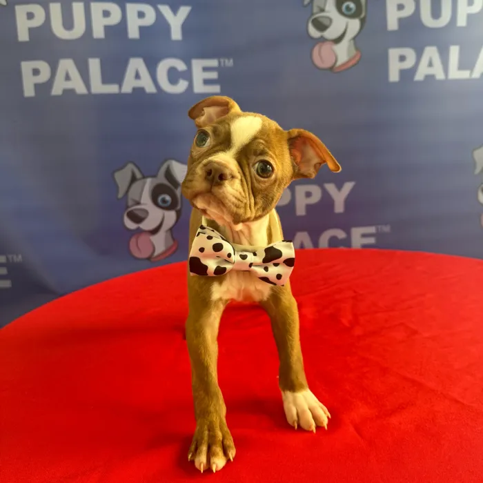 Male Boston Terrier puppy named Elvis for sale at The Puppy Palace CT.