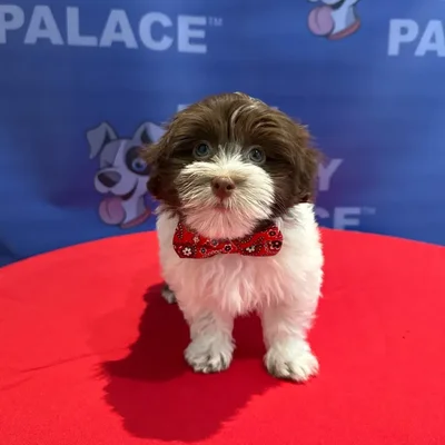 Male Havanese puppy named Ollie for sale at The Puppy Palace CT.