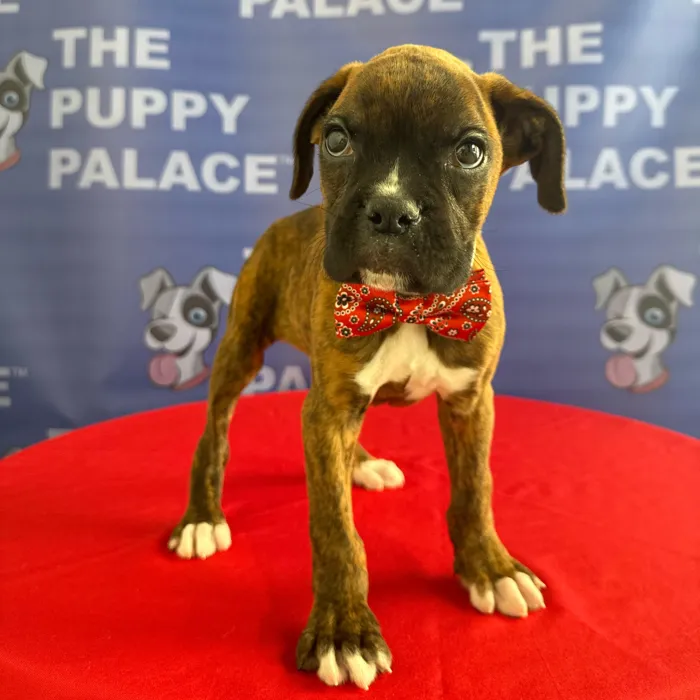 Male Boxer puppy named Buck for sale at The Puppy Palace CT.