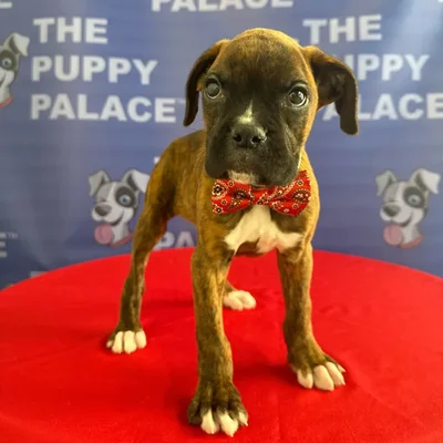 Male Boxer puppy named Buck for sale at The Puppy Palace CT.
