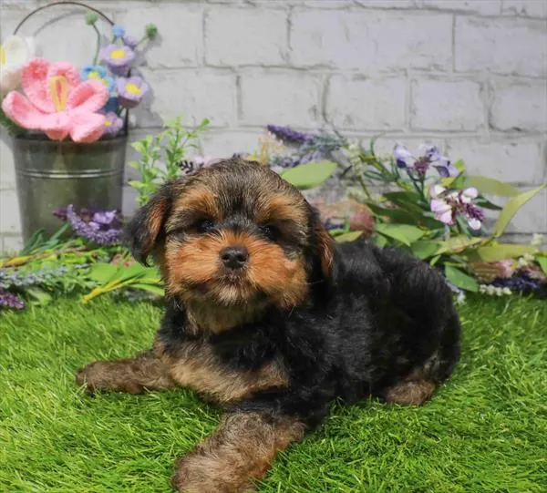 Male Yorkie puppy named Amos for sale at The Puppy Palace CT.