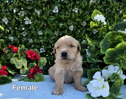 Female Golden Retriever puppy for sale at The Puppy Palace CT.