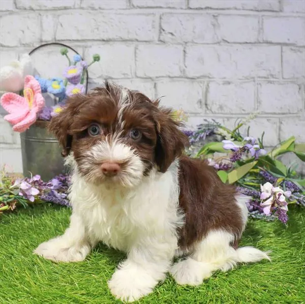 Male Havanese puppy named Rascal for sale at The Puppy Palace CT.