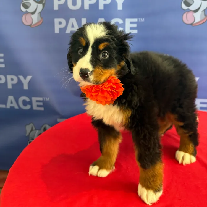 Female Bernese Mountain Dog puppy named Giselle for sale at The Puppy Palace CT.