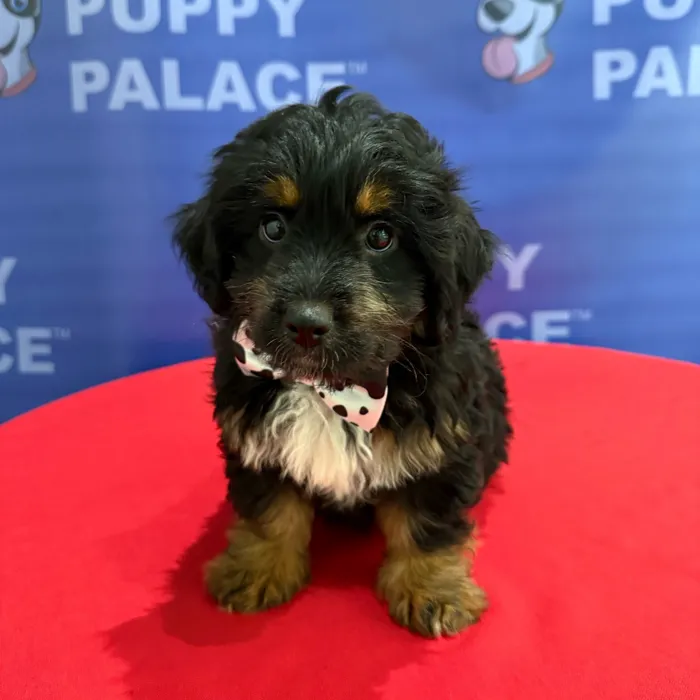 Male Mini Aussiedoodle puppy named Patch for sale at The Puppy Palace CT.